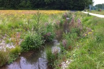 Bachlauf mit pflanzenbestandener Böschung, gesäumt von einer Blumenwiese und einem Feldweg im Sommer.