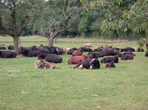 Kühe liegen im Gras.