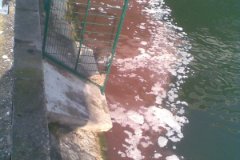 Gewässerverschmutzung des Rheins