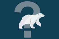 Eisbär mit Fragezeichen
