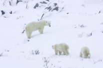 Eisbärin mit zwei Jungen im Schnee