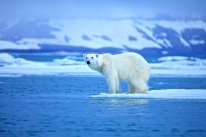 Eisbär auf Eisscholle im Meer