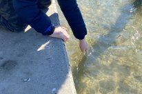Person hält Hand in den Rhein