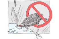 Illustration zeigt, wie eine Schildkröte ausgesetzt wird